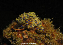 Blue Ringed Octopus. I was happy floating with this littl... by Brad Waters 